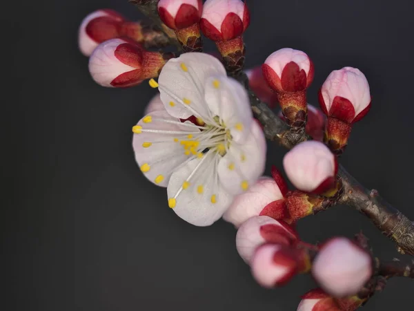 Tokio Japón Marzo 2023 Primer Plano Las Flores Albaricoque Rosadas — Foto de Stock