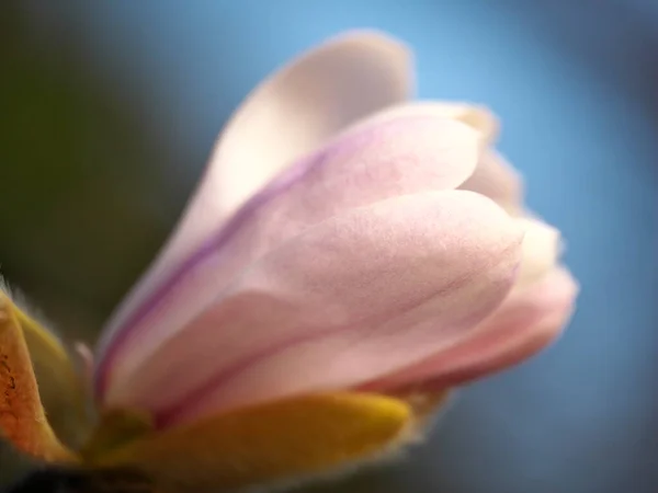 東京都 2023年3月11日 春の夜にマグノリアコブスまたはコブシマグノリアの花を閉じる — ストック写真