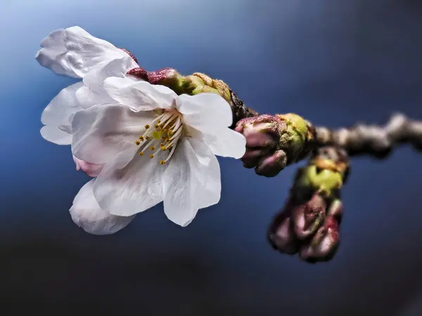 Tokyo Japonya Mart 2023 Japonya Sakura Nın Çiçek Tomurcuklanması — Stok fotoğraf