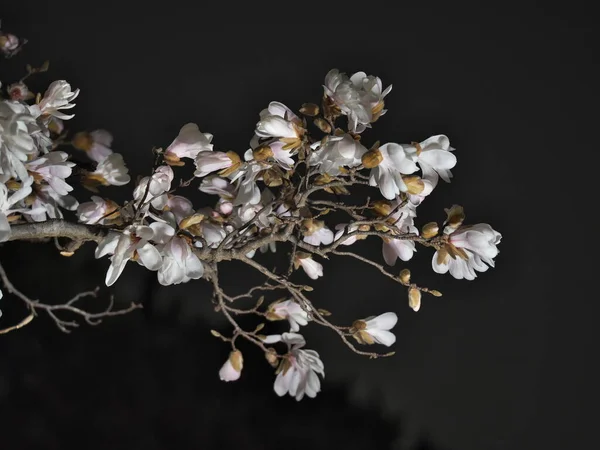 March 2023 Closeup Magnolia Kobus Kobushi Magnolia Flower Spring Night — 스톡 사진