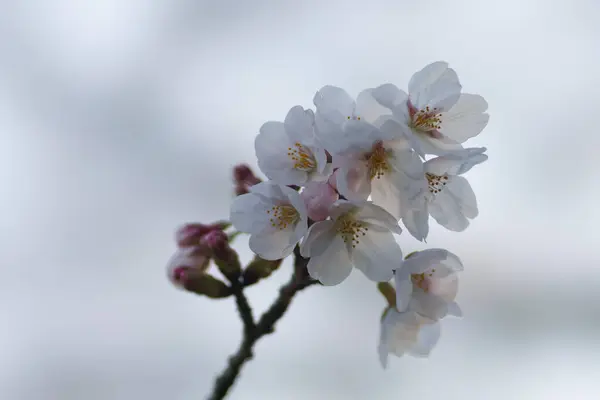 Tóquio Japão Março 2023 Fechamento Das Flores Botões Sakura Amanhecer — Fotografia de Stock