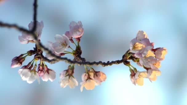 Tóquio Japão Março 2023 Fechamento Das Flores Botões Sakura Amanhecer — Vídeo de Stock