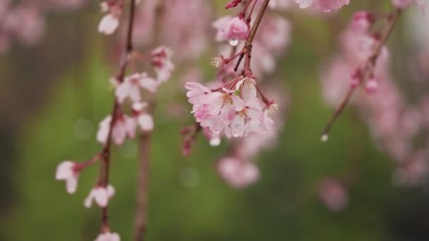 Tokyo Japan March 2023 Closeup Weeping Cherry Blossoms Rain — Stock Video