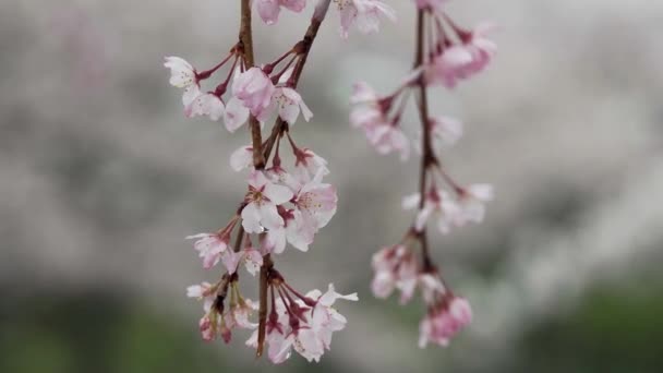 Tokio Japonsko Března 2023 Detailní Záběr Plačících Třešňových Květů Dešti — Stock video