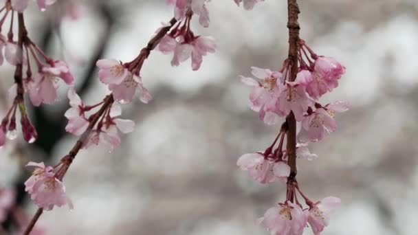 2023年3月25日 雨の中でしだれ桜の閉鎖 — ストック動画