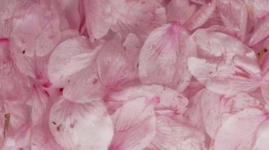 Tokyo, Japonya - 26 Mart 2023: Suda sakura çiçeğinin yakın çekimi