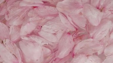 Tokyo, Japonya - 26 Mart 2023: Suda sakura çiçeğinin yakın çekimi