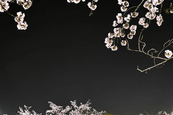 Tóquio Japão Abril 2023 Big Dipper Arado Visto Através Flor — Fotografia de Stock