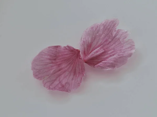 Τόκιο Ιαπωνία Μαρτίου 2023 Κλείσιμο Του Ροζ Πέταλου Άνθους Σακούρα — Φωτογραφία Αρχείου
