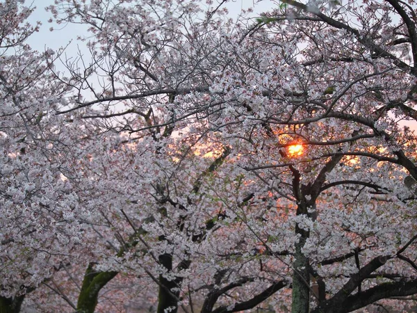 Tokio Japan April 2023 Aufgehende Sonne Durch Sakura Kirschblüte Takarano — Stockfoto