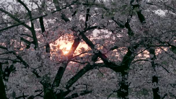 Tokio Japón Abril 2023 Sol Naciente Través Flor Cerezo Sakura — Vídeos de Stock