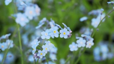 Tokyo, Japonya - 4 Nisan 2023: Lale çiçeği, unutma beni ve bahçede sıradan bir papatya