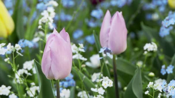 Τόκιο Ιαπωνία Απριλίου 2023 Λουλούδι Τουλίπας Ξεχάστε Και Κοινή Μαργαρίτα — Αρχείο Βίντεο