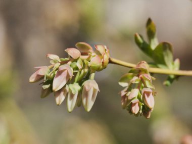 Tokyo, Japonya - 4 Nisan 2023: Yabanmersini tomurcukları