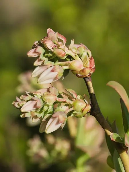 stock image Tokyo, Japan - April 4, 2023: Closeup of buds of blueberry