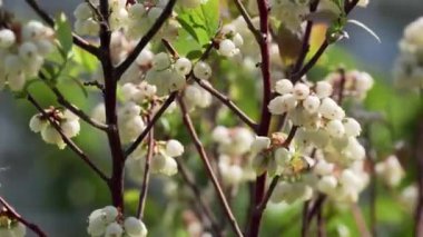 Tokyo, Japonya - 12 Nisan 2023: Yabanmersini tomurcukları ve çiçeklere yakın çekim 