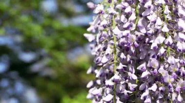 Tokyo, Japonya - 12 Nisan 2023: Mor salkımgilere yakın çekim