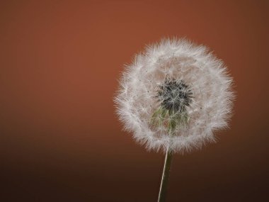 Tokyo, Japonya - 13 Nisan 2023: Karahindiba böreği ya da tütsülenmiş top ya da paraşüt topu