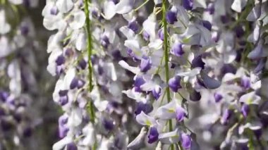 Tokyo, Japonya - 16 Nisan 2023: Mor salkımgilere yakın çekim