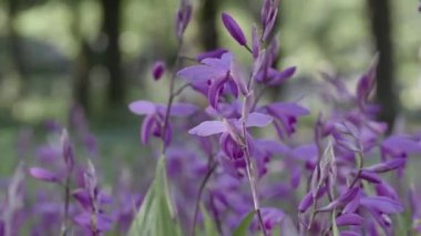Tokyo, Japonya - 27 Nisan 2023: Mor vazo orkidesi veya shiran veya Bletilla striata