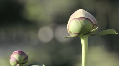 Tokyo, Japonya - 27 Nisan 2023: Bahçedeki şakayık tomurcuğunun kapanışı