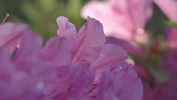 Tokyo Japan April 2023 Closeup Pink Azalea Flowers Morning Sun — Stock Video