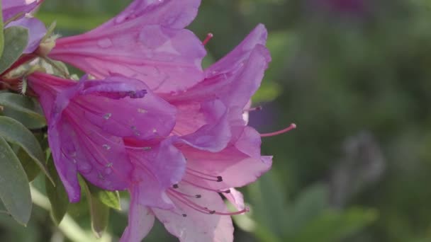 Tokyo Japonia Kwietnia 2023 Zbliżenie Różowych Kwiatów Azalii Porannym Słońcu — Wideo stockowe