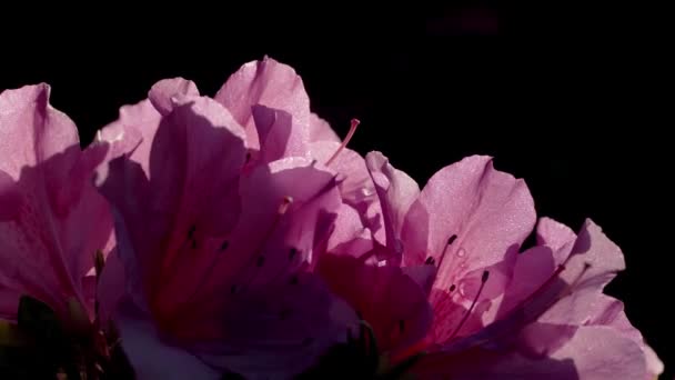 Tokió Japán Április 2023 Közelkép Rózsaszín Azálea Virágok Reggeli Nap — Stock videók