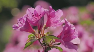 Tokyo, Japonya - 28 Nisan 2023: Sabah güneşinde pembe açelya çiçeklerinin kapanışı