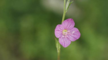 Tokyo, Japonya - 28 Nisan 2023: Pembe Akşam Çiçeği veya Oenothera Rosea 'nın Kapanışı