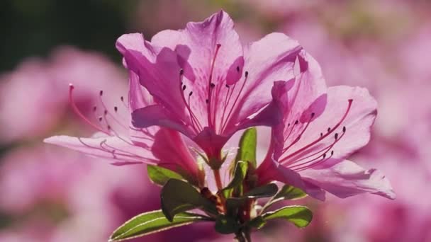 Tokyo Japonya Nisan 2023 Sabah Güneşinde Pembe Açelya Çiçeklerinin Kapanışı — Stok video