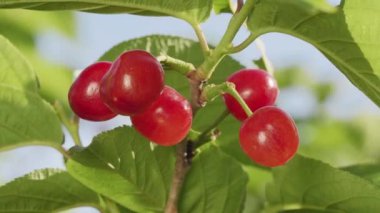 Tokyo, Japonya - 29 Nisan 2023: Ağaçtaki genç kiraz meyveleri