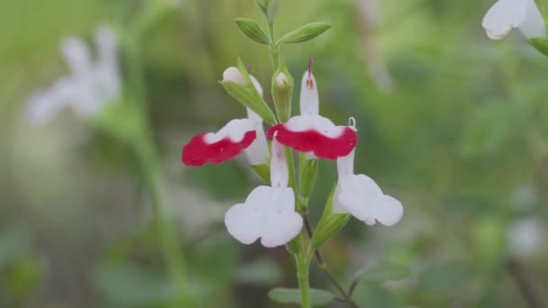 Tokio Japón Abril 2023 Primer Plano Las Flores Salvia Cerezo — Vídeos de Stock