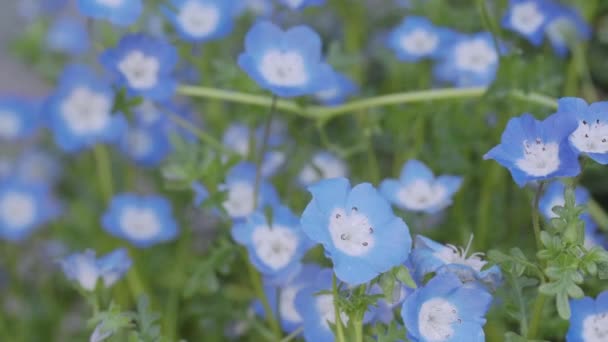 Tokió Japán 2023 Április Kék Fonálféreg Vagy Rurikarakusa Virágok Közelsége — Stock videók