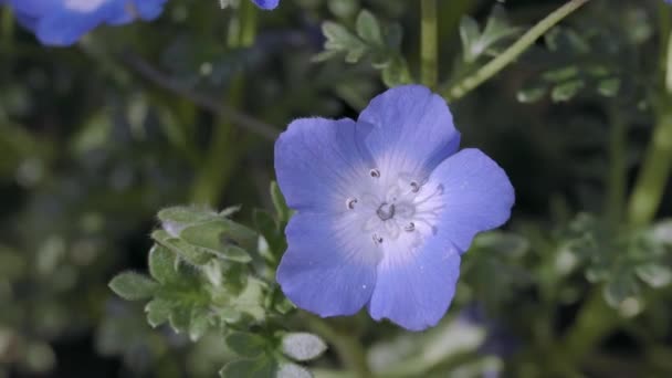 Tokio Japón Abril 2023 Primer Plano Las Flores Nemophila Azul — Vídeos de Stock
