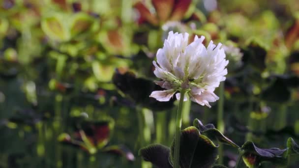 Tóquio Japão Abril 2023 Encerramento Flores Brancas Trevo Jardim — Vídeo de Stock