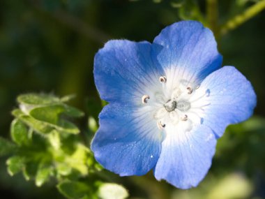 Tokyo, Japonya - 29 Nisan 2023: Mavi nemophila veya rurikarakusa çiçeklerinin kapatılması