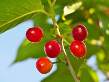 Tokyo, Japonya - 29 Nisan 2023: Ağaçtaki genç kiraz meyveleri