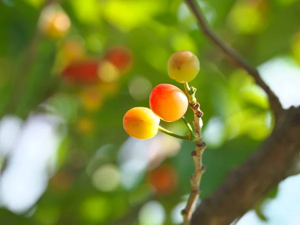Tóquio Japão Abril 2023 Frutas Cereja Jovens Uma Árvore — Fotografia de Stock