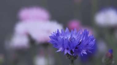 Tokyo, Japonya - 1 Mayıs 2023: Centaurea siyanüsü veya mısır çiçeğinin kapatılması
