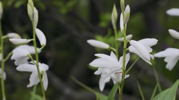 Tokio Japan Mai 2023 Nahaufnahme Weißer Urnen Orchidee Oder Shiran — Stockvideo