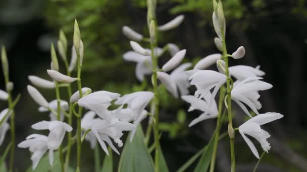 Tokyo Japan May 2023 Closeup White Urn Orchid Shiran Bletilla — Stock Video