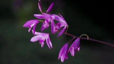 Tokyo, Japonya - 1 Mayıs 2023: Mor vazo orkidesi veya shiran veya Bletilla striata