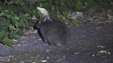 Amami Adası, Japonya 'da Amami tavşanı veya Amaminokurousagi