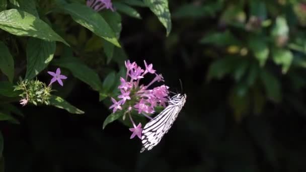 Kagoshima Japan Травня 2023 Tree Nymph Butterfly Rice Paper Butterfly — стокове відео
