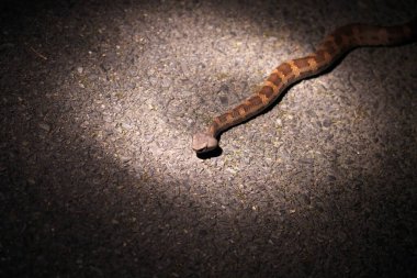 Kagoshima, Japan - May 17, 2023: Dwarf lancehead snake or Okinawa pitviper or Hyan or Himehabu clipart