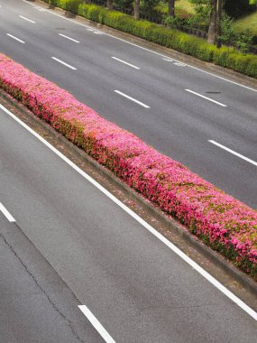 Tokyo, Japonya - 21 Mayıs 2023: Pembe Azalea çiçekleri Tama, Tokyo, Japonya 'da Merkez Rezerv' de tamamen çiçek açtı