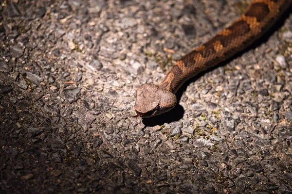 2023 Dwarf Lancehead Snake Okinawa Pitviper Hyan Himehabu — 스톡 사진