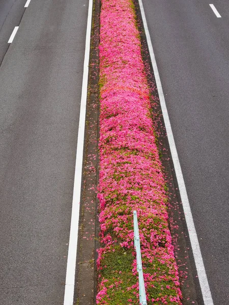 Τόκιο Ιαπωνία Μαΐου 2023 Ανθισμένα Ροζ Λουλούδια Αζαλέας Στο Κεντρικό — Φωτογραφία Αρχείου