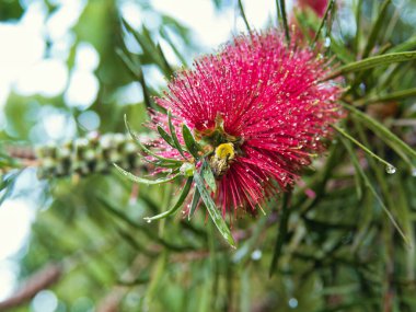 Tokyo, Japonya - 24 Mayıs 2023: Yağmurdan sonra Callistemon Specosus veya Burashinoki 'nin Kapanışı